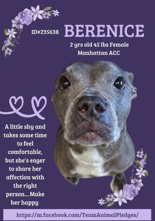 NMBewitched's tweet photo. Berenice
New Intake #NYCACC
https://t.co/H3PCPukyu7
#AdoptMe
Oh my...
Berenice is shy & looking for a human to bond
Future velcro #Pittie, she will put you above everything: treats, toys, walks. It will always be you that makes her wiggle & wag.
The purrfect #LandSeal w/ gentle kisses
Help Berenice