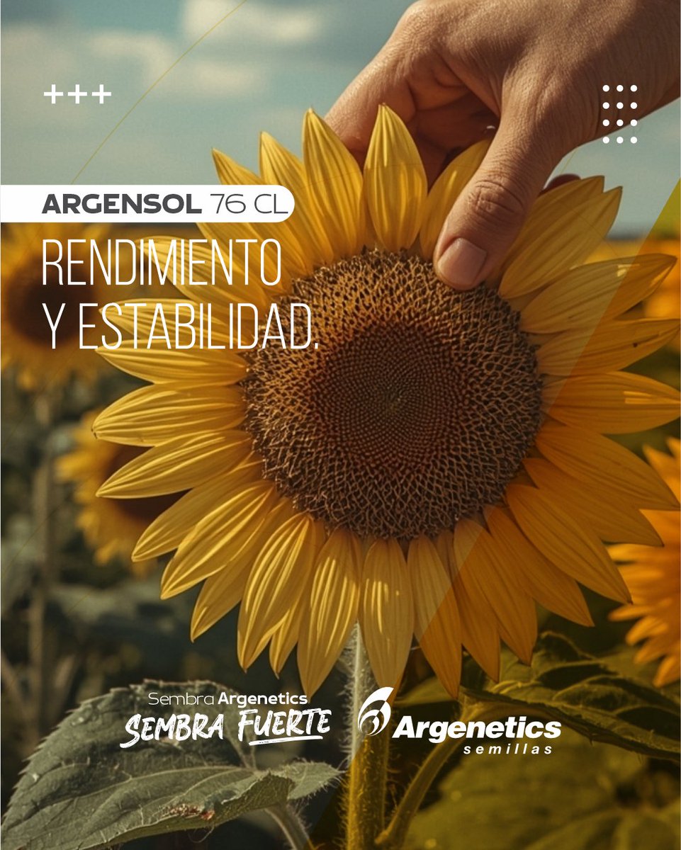 🌻 Argensol 76 CL
Un híbrido que responde con fuerza en cada lote.

✅ Muy buena decumbencia
✅ Estabilidad y rendimiento
✅ Tecnología Clearfield® para un manejo más simple y seguro

Un girasol confiable🌱