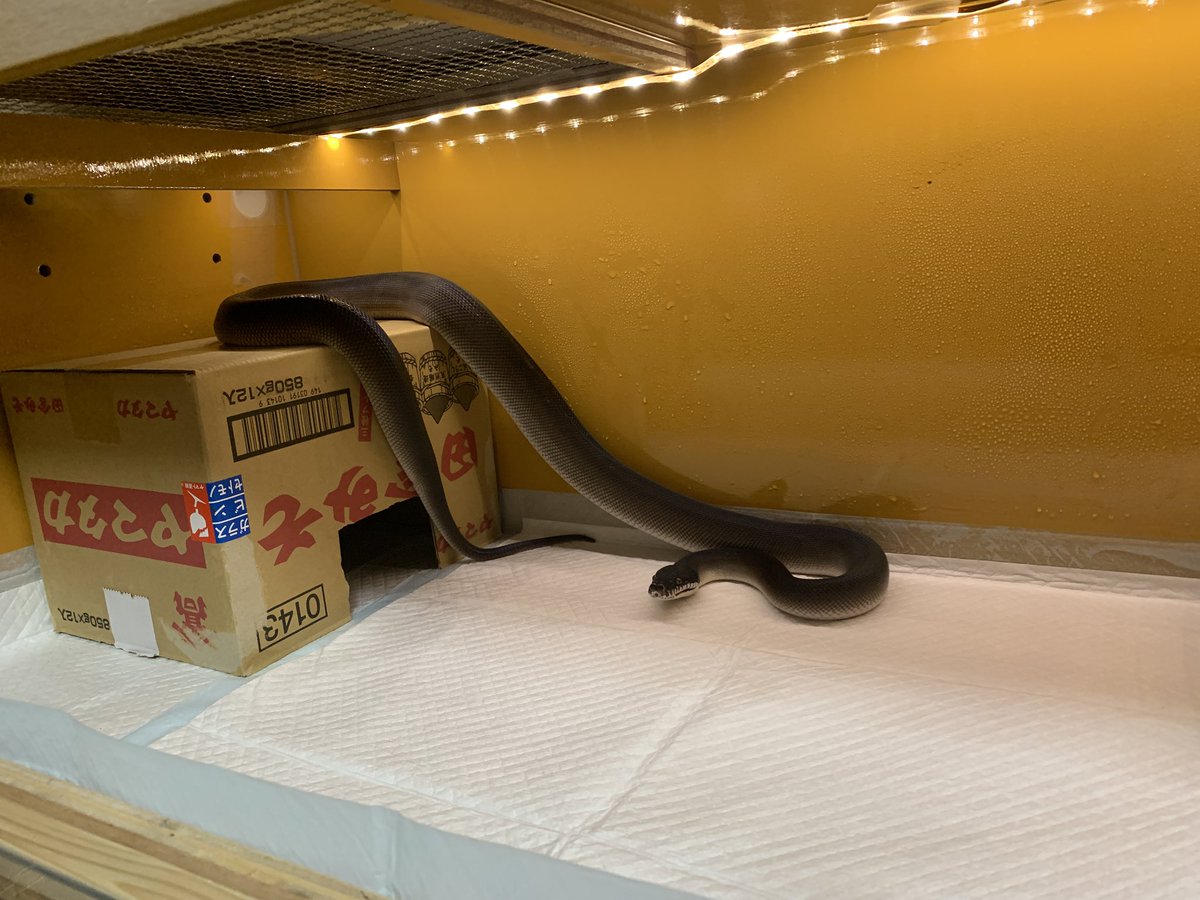 いいシェルターがないので 味噌が入ってたダンボール(笑)
市販のシェルターには入れないし……汚れたら捨てれるし 見た目気にしなければいいかー

食後なのにおかわりを狙う墨ちゃん🐍
君はもうラット食べましたから💦
あんまり食べるとデブるよ

#アルバーティスパイソン 
#キミカブラック