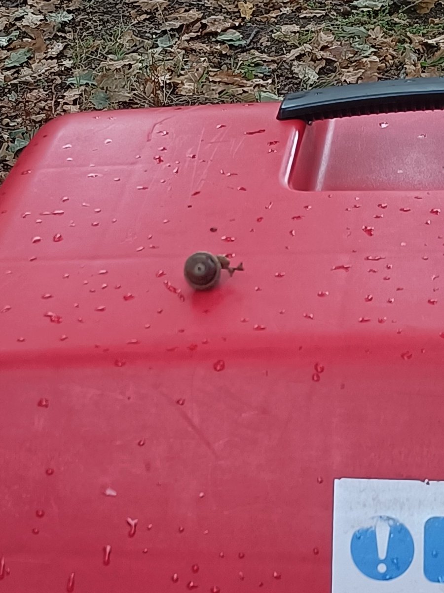 An acorn just fell on my delivery trolley so of course I started swinging my mailbag around and called for backup