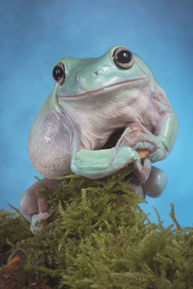 The Frog Pond (@thefrogpond_) on Twitter photo 