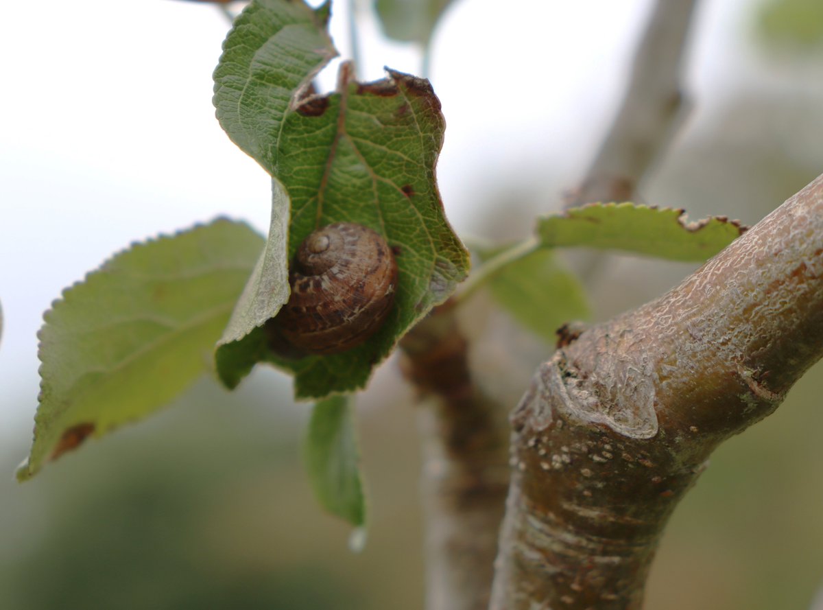 TTNewbridge's tweet photo. Molluscs / Moileasc
Snails / Seilide
Slug / Drúchtín

Loads of these appearing in the #LiffeyLinearPark

The beautiful shell protects the vulnerable soft parts of the snail.

Snails &amp; slugs break down leaf litter &amp; form a major part of the diet of many other wildlife. https://t.co/PIHPFS58J1
