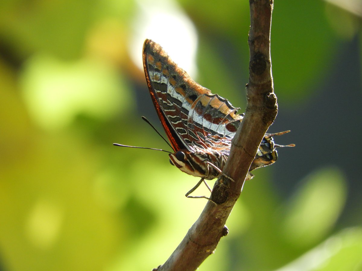 Bird Watching Spain tweet media