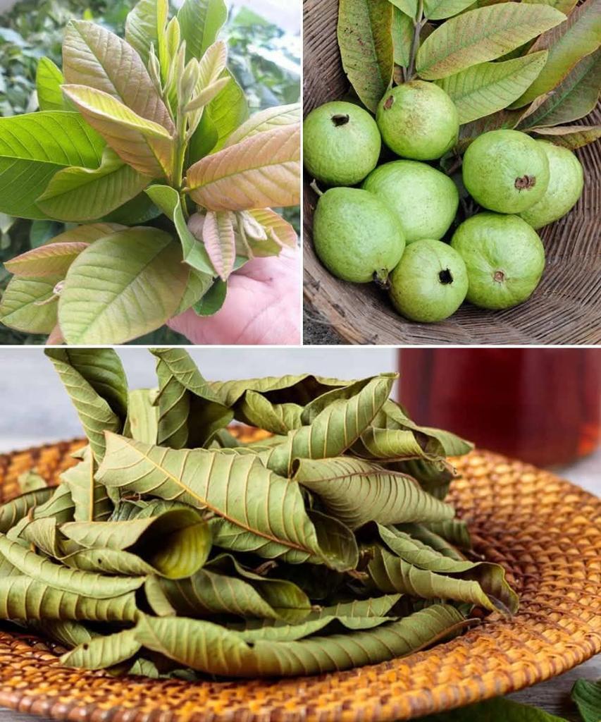 JoelOptimist1's tweet photo. 🌿 Most people ignore guava leaves, but they’re a hidden powerhouse for hair and skin! 💚

Here’s why you should never throw them away 👇 https://t.co/9eUEugzJ5A