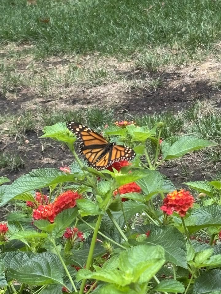 We appreciate the beauty of <a href="/BotanicaWichita/">Botanica</a> (and all the work it takes to keep it that way) and we also appreciate the ACCESSIBILITY, so everyone can enjoy the gardens. The weather has been perfect for visiting this local gem! 🌷🪻🌹

#TimeInNature #BotanicalGardens #Community