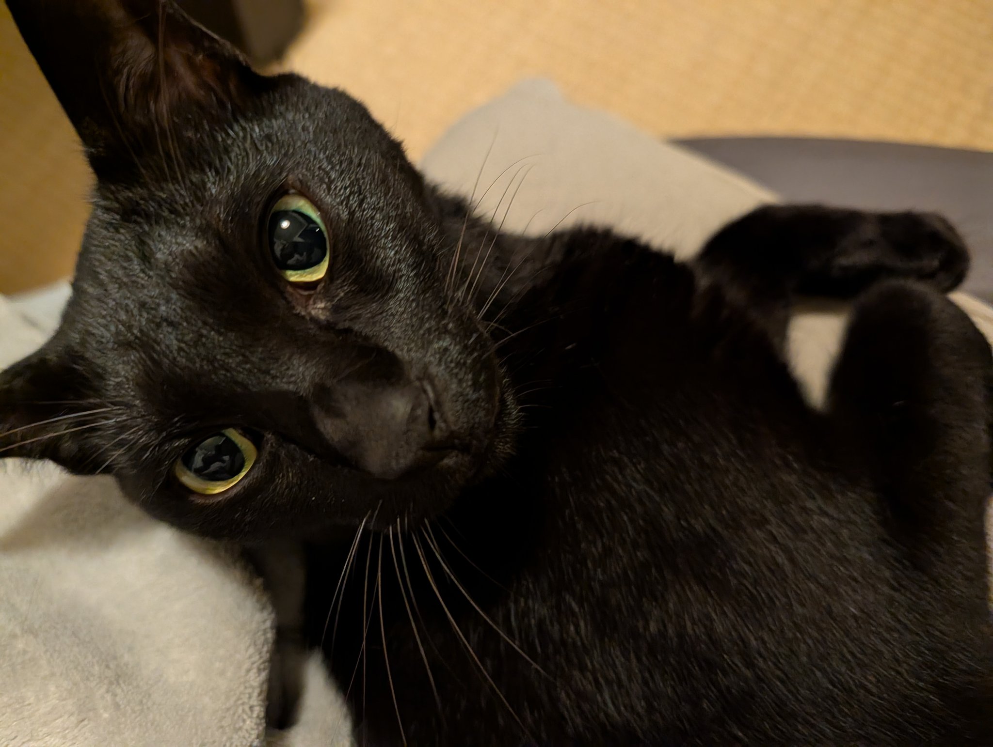 saya@黒猫なな＆キジ猫ハチ on X: 