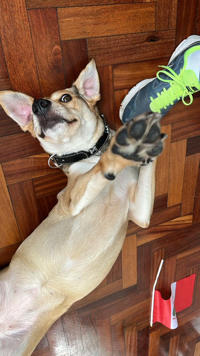 #MayitaAdoptada 💜
Esta noticia me la guardé un tiempo porque quería estar segura de que Mayita se adaptara al 100% con su nueva familia. Ella y yo teníamos una conexión muy especial, y aunque me dolió dejarla ir, sé que fue lo mejor para ella.

Pasó un año entero para que