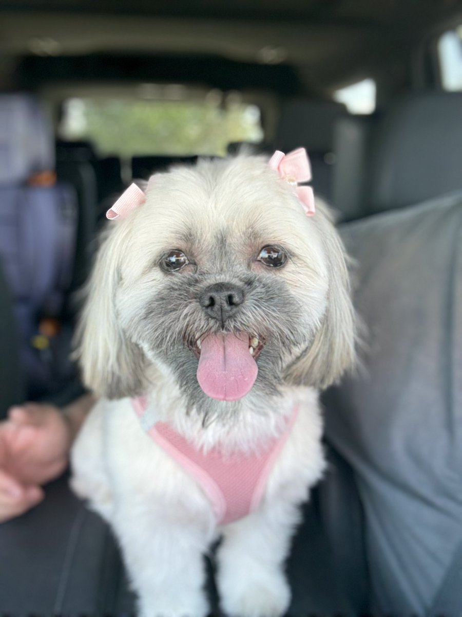 Spa day for my baby ❤️ 🐶