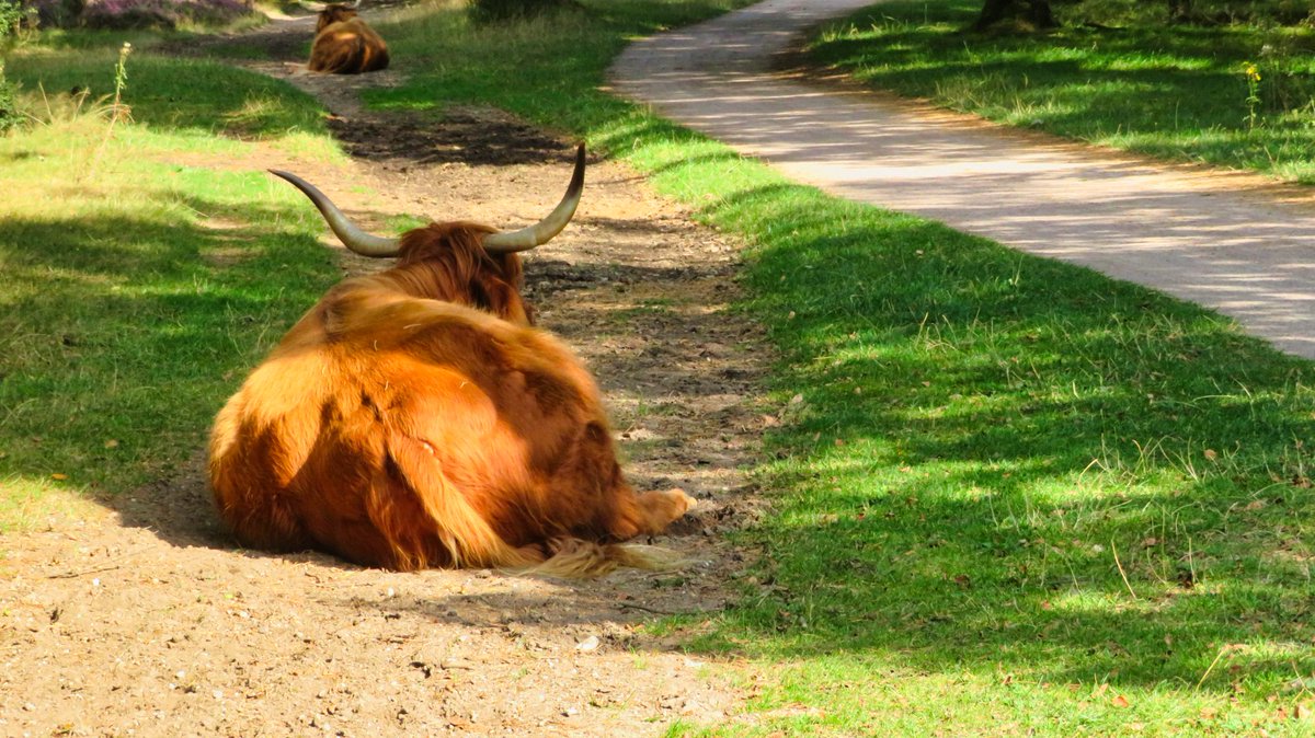 Vera Wandelt tweet media