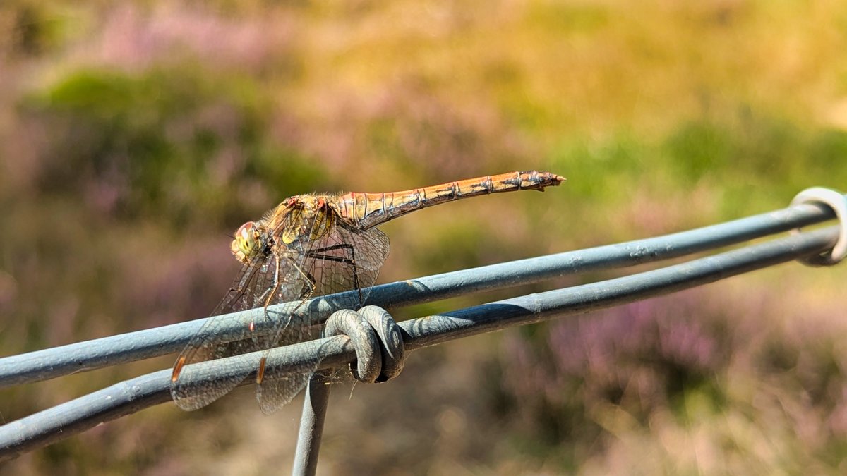 Dit weekend wordt het heerlijk nazomerweer. Perfect weer om eropuit te trekken. Maak een prachtige wandeling over de paarse Zuider- en Westerheide bij Laren. 💜 verawandelt.com/2024/09/02/wan… Combineer het met een bezoek aan het <a href="/DudokAC/">Dudok Architectuur Centrum</a> , waar mijn wandelfoto’s tentoongesteld zijn.