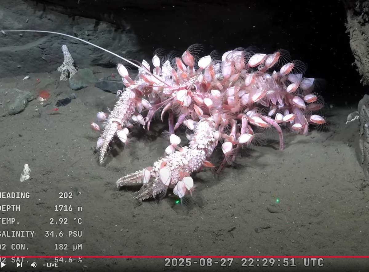 wtf!?!?
From Schmidt Ocean Institute ROV dive off Uruguay: (SOI dive 831 August 27 2025)
PINK LOBSTER COVERED IN PINK BARNACLES !?!?!?