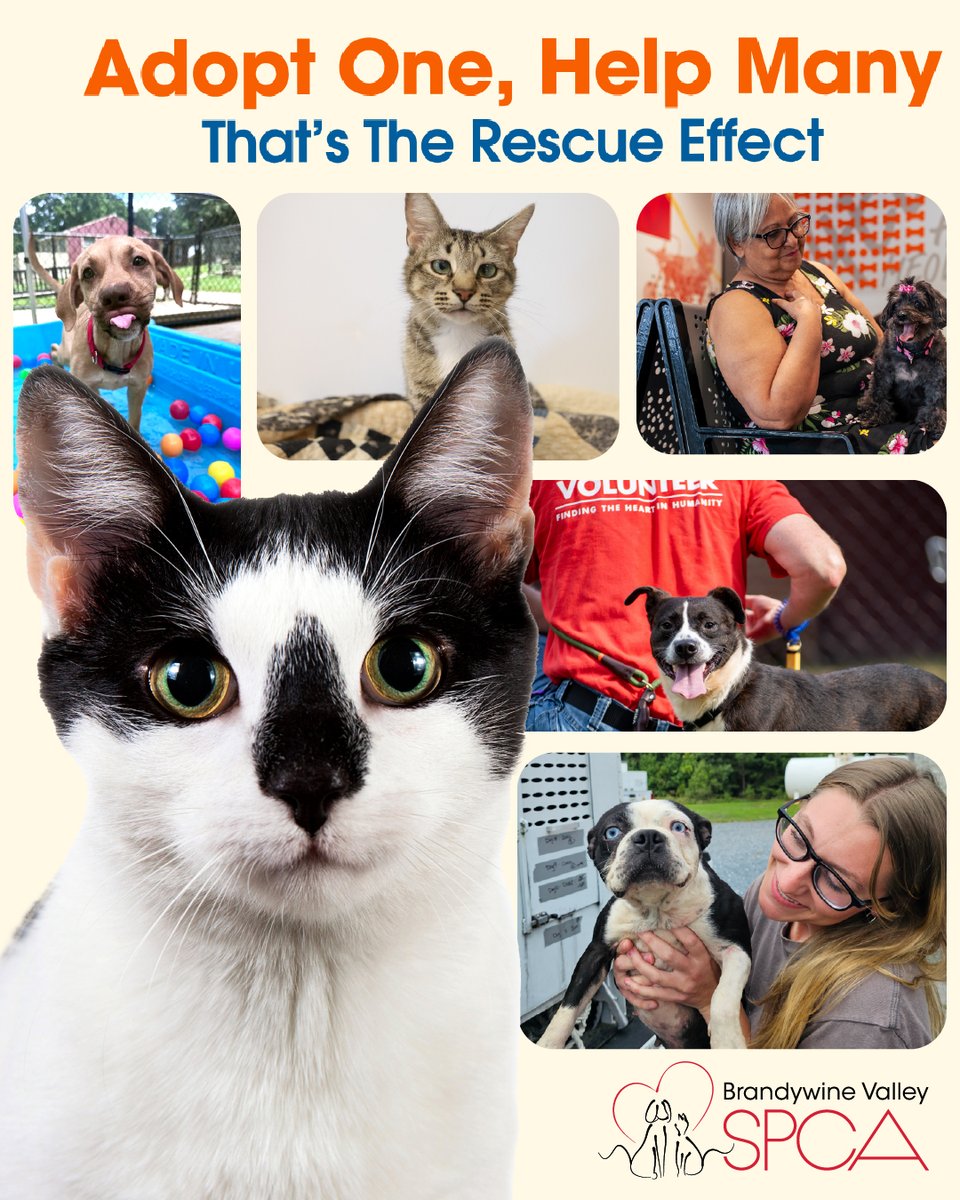 From our friends at Brandywine Valley SPCA: This weekend only, all pets at both campuses will have no adoption fees! Stop by Saturday or Sunday to meet your new best friend and give them a forever home. Learn more: bvspca.org