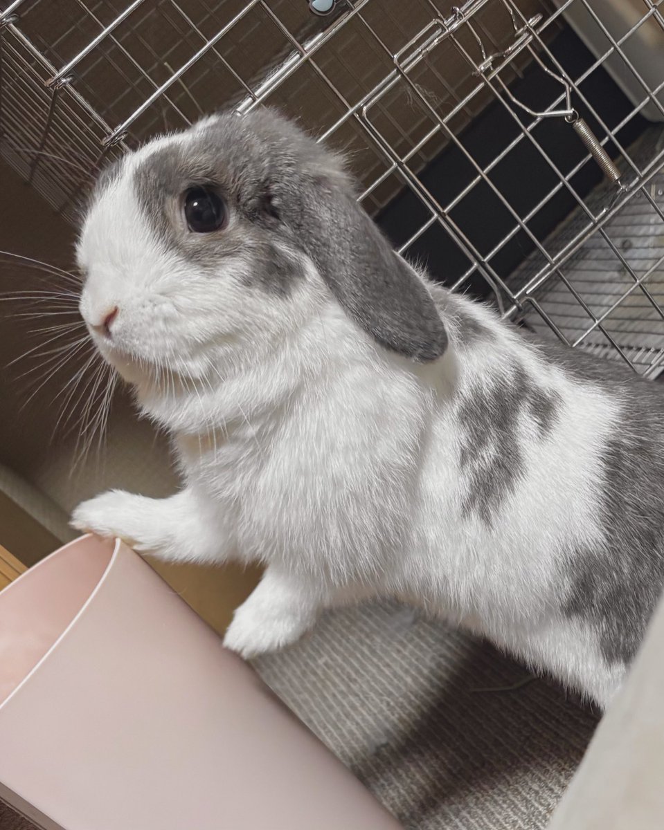 うたちゃん (@wsl8q) on Twitter photo 