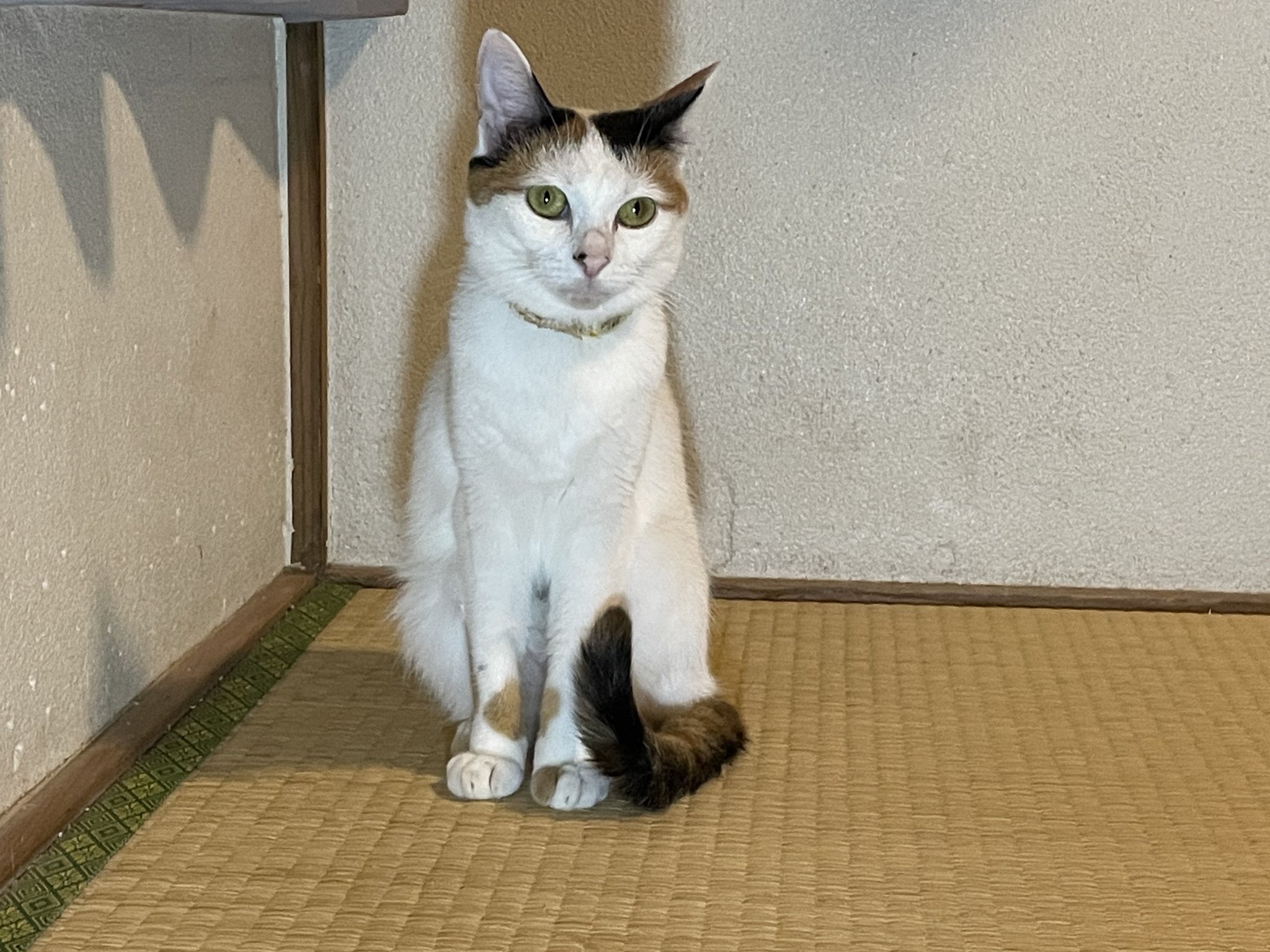 にゃんちくだいすきくらぶ on X: 