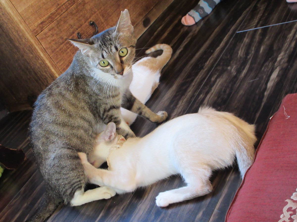 JiJi NaNa cats (@ygk0701) / X