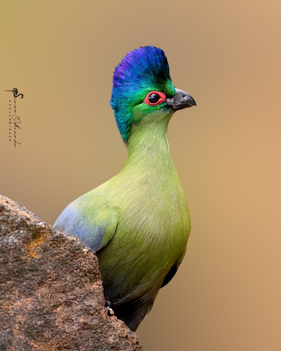 Purple -crested Turaco in Murang'a