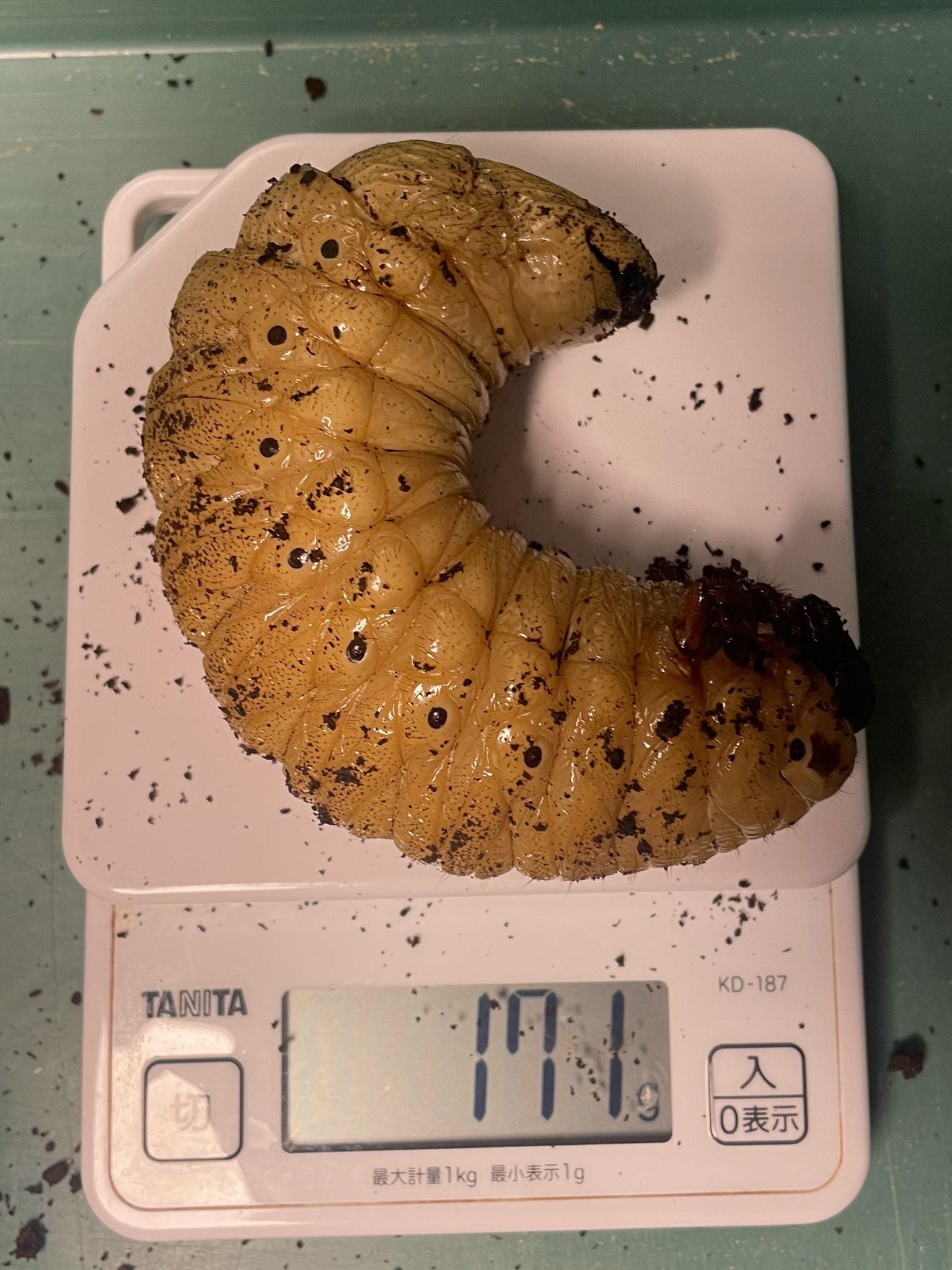 山猫オーダー専用 ヘラクレス, 横たわる負傷したギリシャ戦士