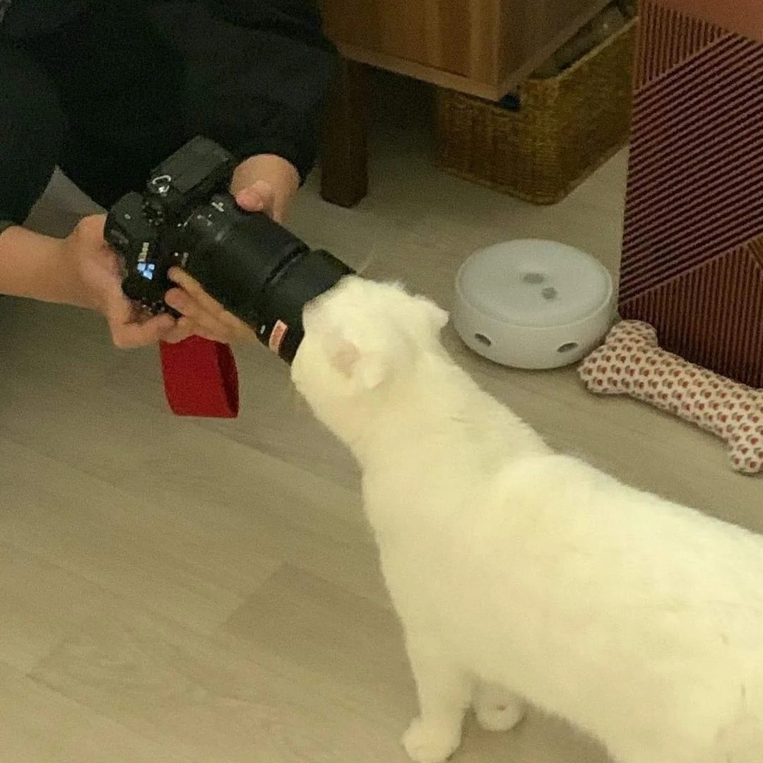 Punch Cat (@punchingcat) on Twitter photo 