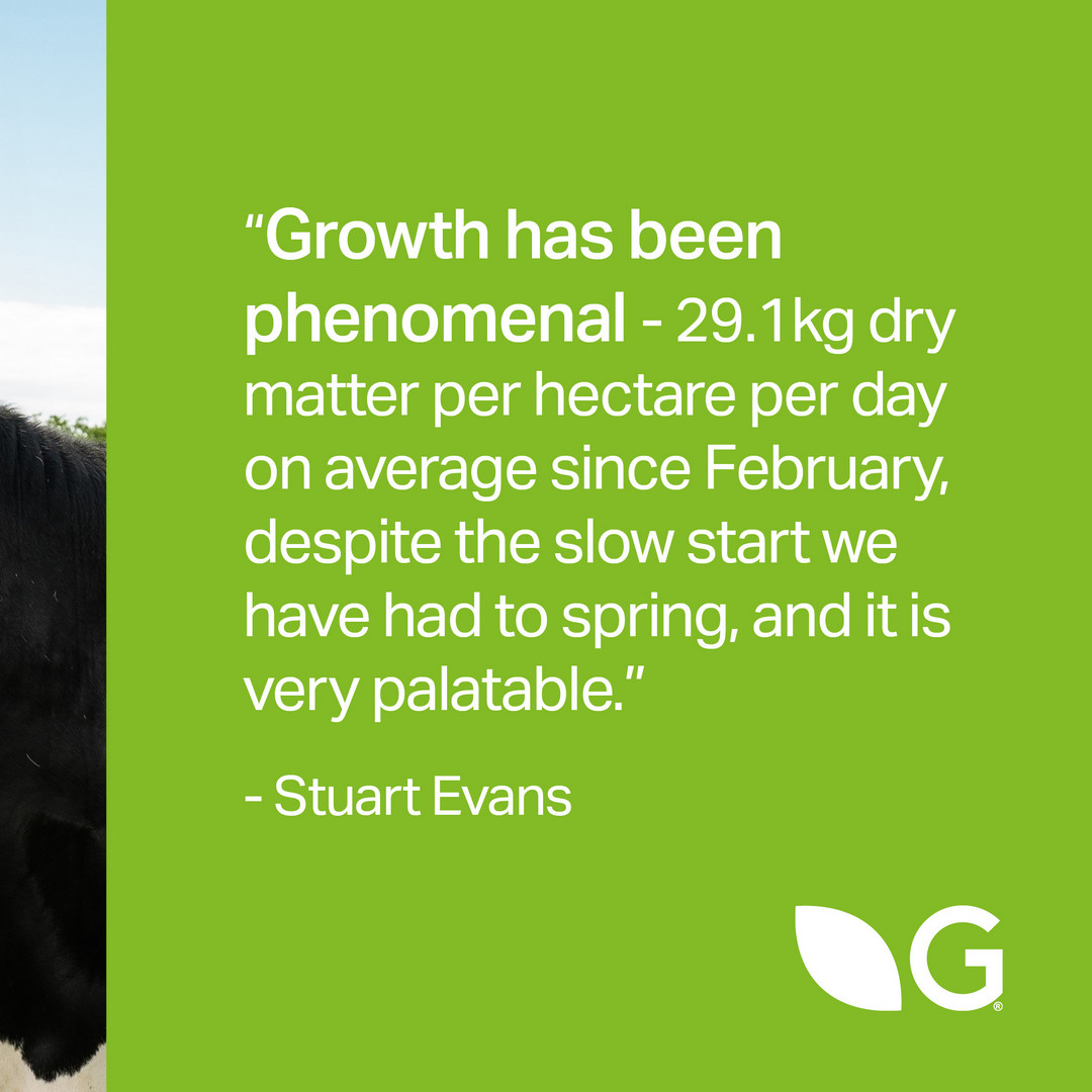 Stuart Evans’ reseeded paddocks are delivering exceptional dry matter yields, even after a slow spring.

With Germinal’s organic seed mixtures, he’s had consistent growth and improved forage quality that’s driving milk solids and herd performance.

#OrganicSeptember