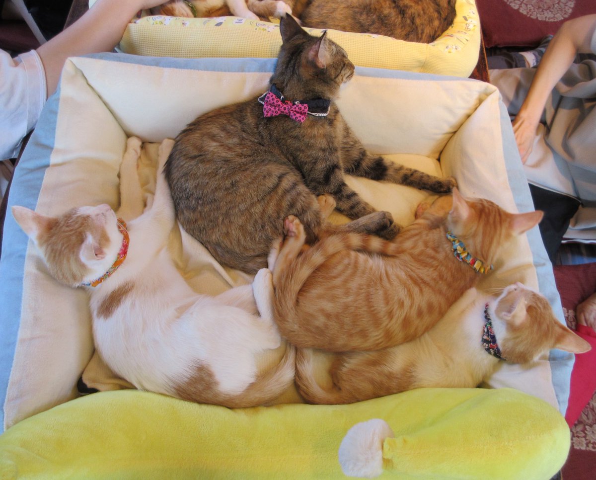 NANA猫ページ GxZvdk1boAAY1xJ.jpg