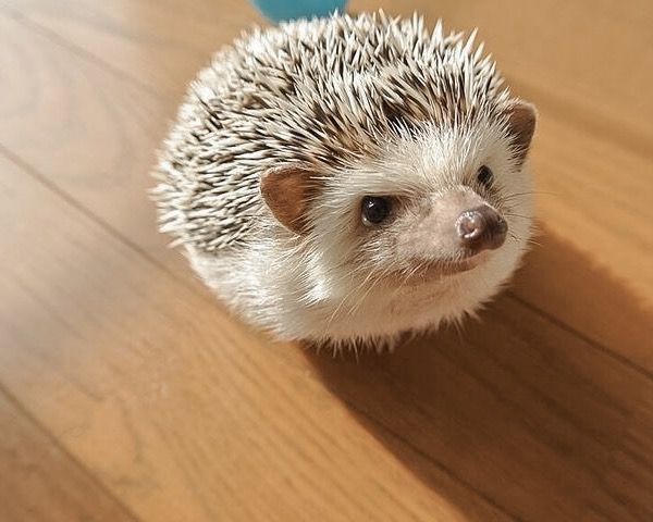 HedgehogZone_'s tweet image. 