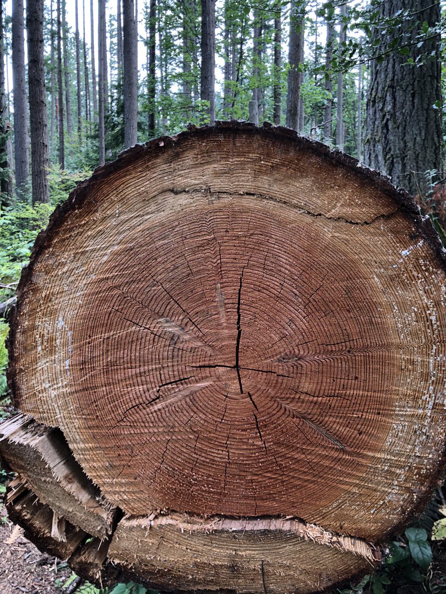How old was this tree when it was cut down? 

1 ring = 1 year 

I counted 87 rings!