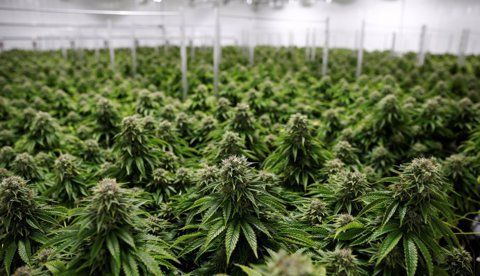 🇪🇨 ECUADOR: Cannabis. Asamblea analiza propuesta ciudadana para su regulación elproductor.com/2025/09/ecuado…