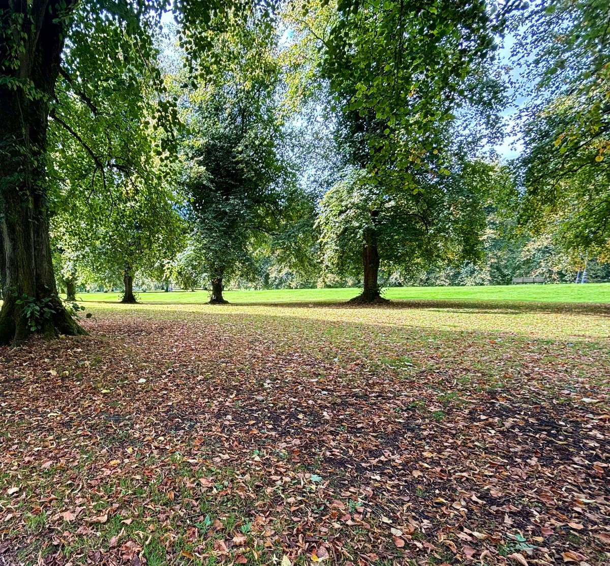 apallan's tweet photo. Flora and fauna at the Stormont estate. #autumnleaves #horsestails #clusterfly https://t.co/V3KF8tyiNy
