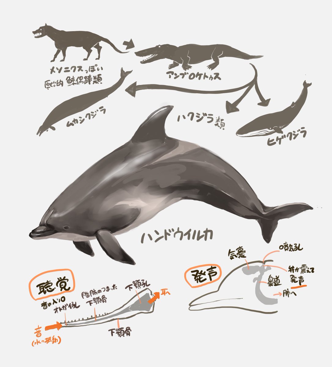 #クジラの日 ということでハクジラの一種イルカの進化と聴覚・発生の仕組み。クジラは水中に戻ったので、陸上生物の頃の聴覚や発生の仕組みは使えません。なので音は下顎の(人間にもある)オトガイ孔から拾い脂肪を使って伝達し内耳に届けます。一方発声も声帯ではなく鼻道の弁を震わせます。