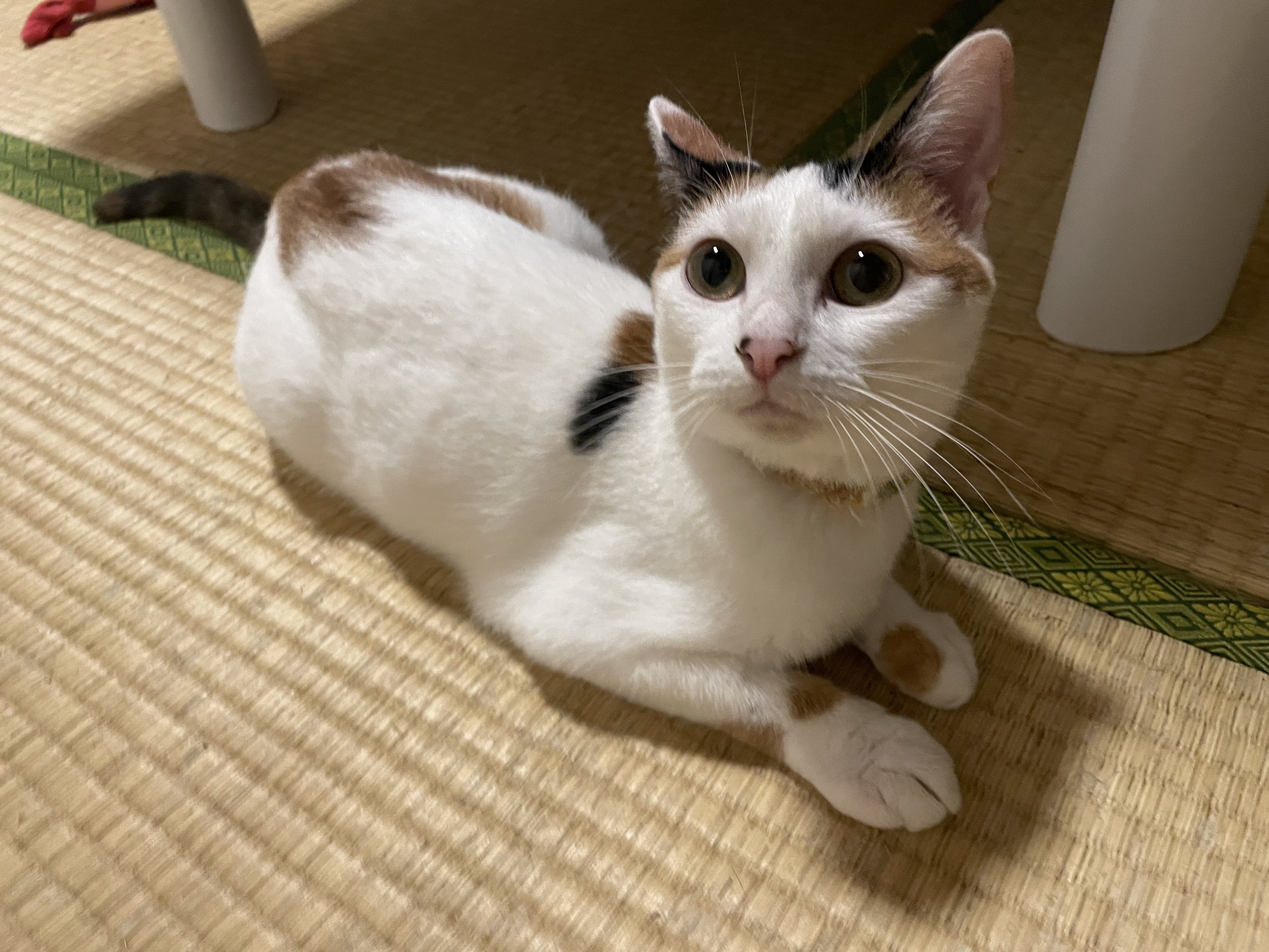 プカプカ猫　in　sky sddefault.jpg?v=67119143