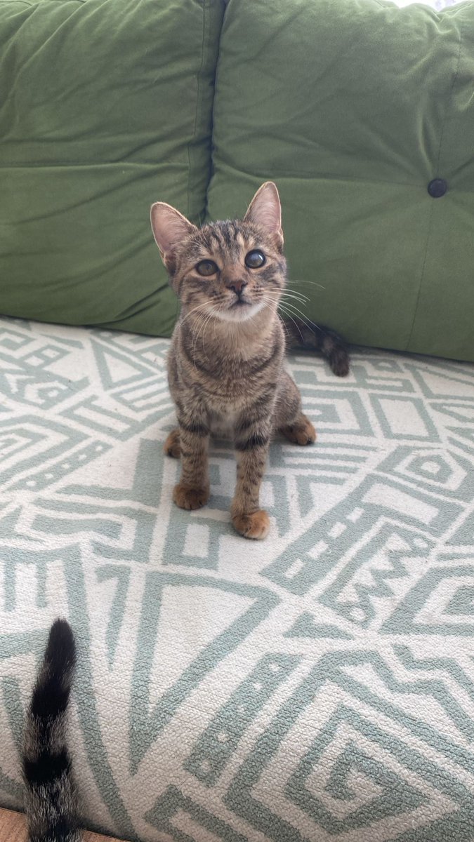 Böyle şapşal bir surat size gelsin mi? Bence gelsin. İstanbul'da aşırı sevileceği yuvayı arıyor🌸🌸🍒