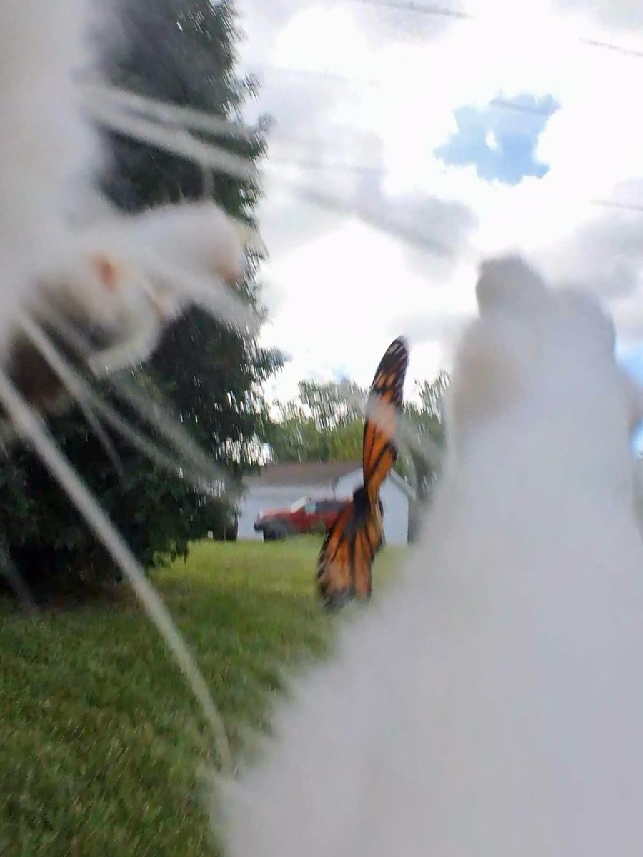 MrKitterstheCat tweet media