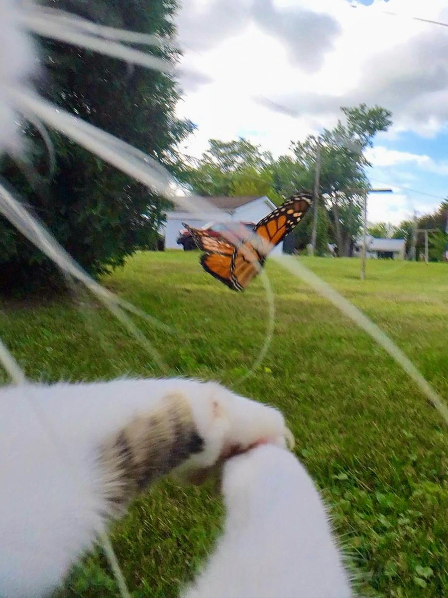 MrKitterstheCat tweet media