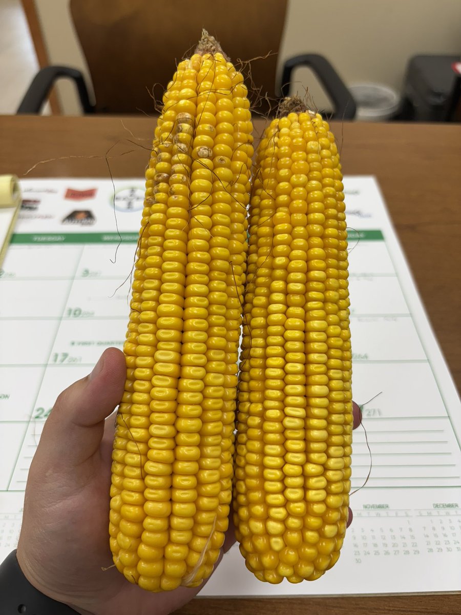 dlosh01's tweet photo. Does fungicide pay? You tell me…

Split the field with the same hybrid, the left (fungicide app) is 33% moisture with 54 lb. test weight, while the right (no fungicide) is 31% moisture with 47 lb. test weight. 

One application at 7 oz of Veltyma https://t.co/O1dY3c0zli