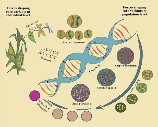 REVIEW: Why GWAS models fails in identifying rare variants in crops and the potential of emerging technologies like #MachineLearning
by <a href="/talissafloriani/">talissafloriani</a> &amp; <a href="/LabLipka/">Lipka Lab</a>
doi.org/10.1093/insili… #PlantScience <a href="/IllinoisCropSci/">Crop Sciences</a>