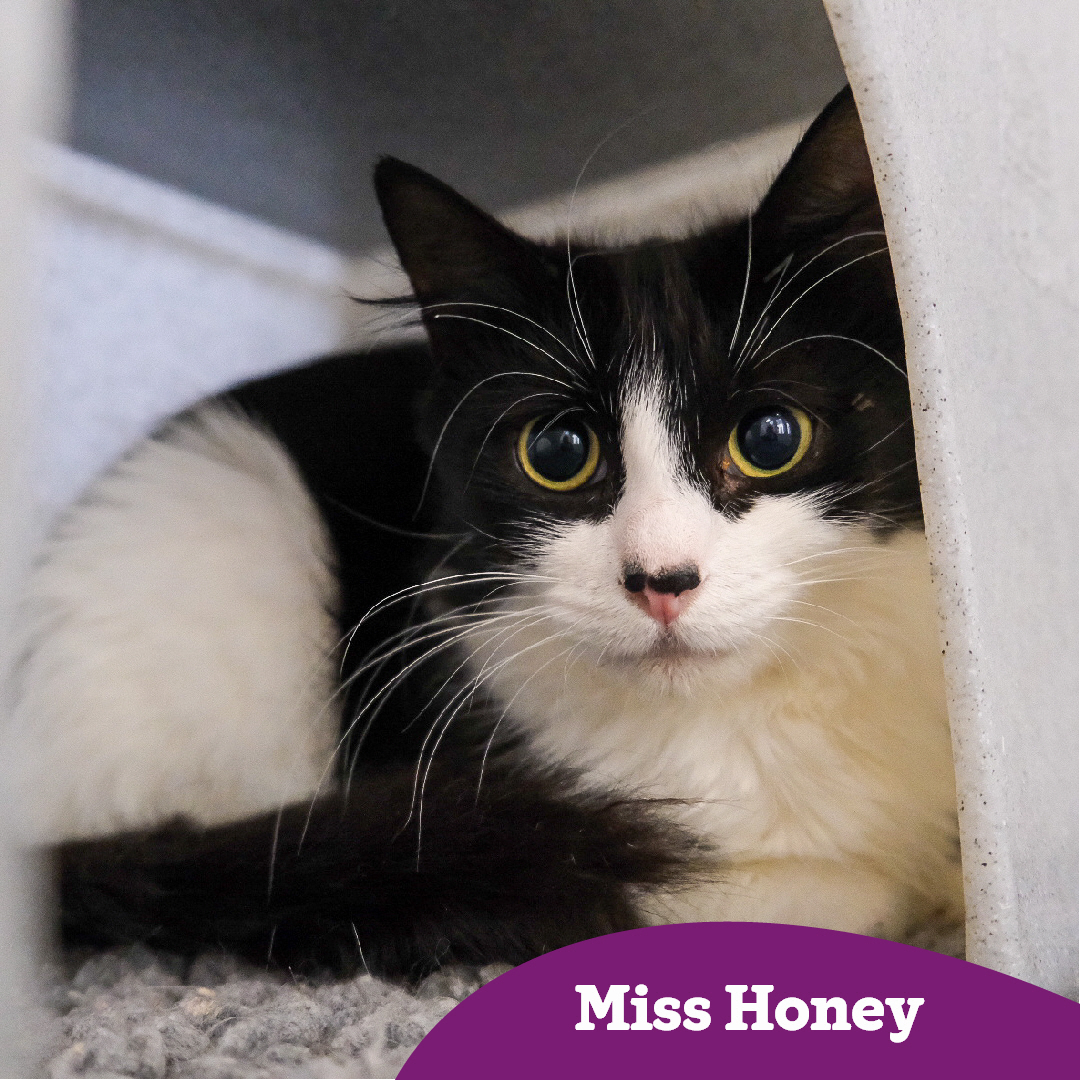 It's Purrsday!😻

We hope you've all had a wonderful week, and we're here to make it just that little bit more 'purrfect'! So why not meet some of the felines at our centre looking for a new home!💜🏡

cats.org.uk/warrington#ado…
