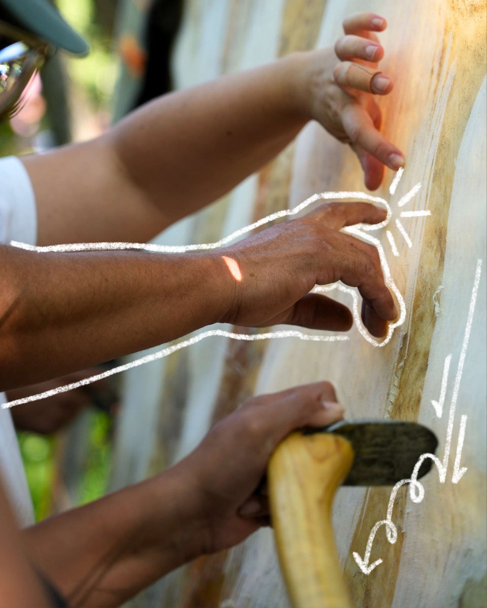 Indigenous Climate Action tweet media