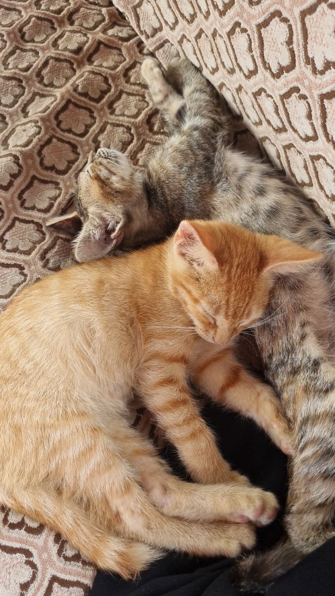 Kurban olurumm