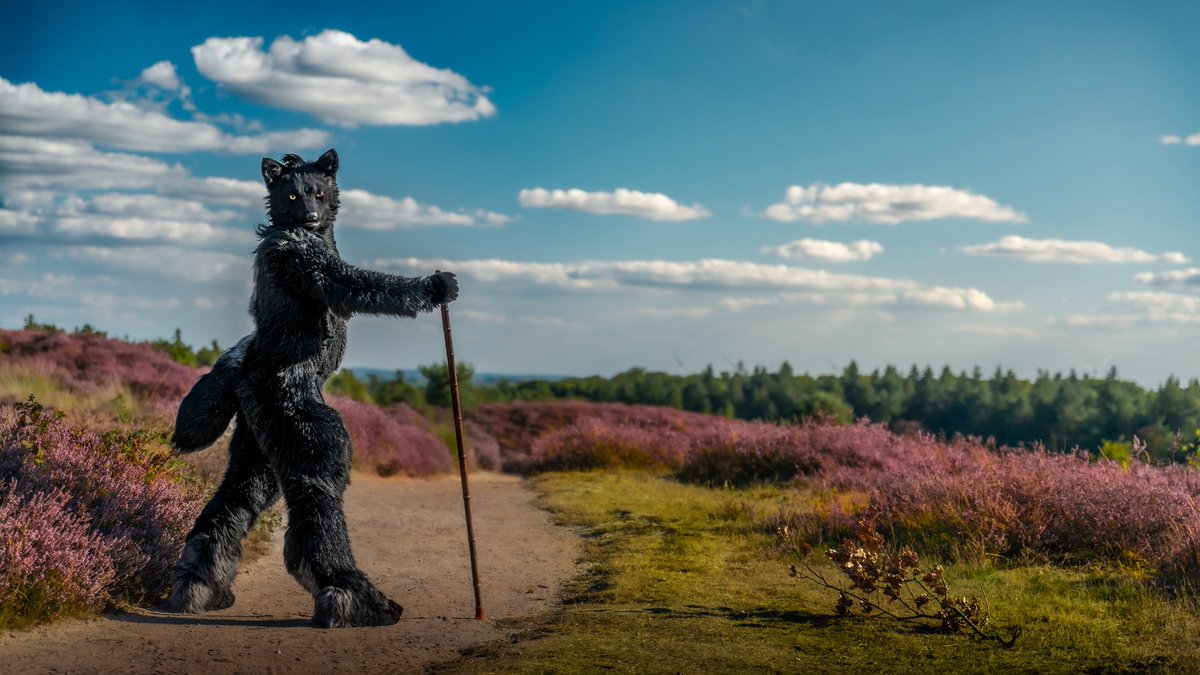 thuamas's tweet photo. Oh hey there, the weather is beautiful today. Wanna join me for walkies? 
#werewolf #wolf #fursuit #costume #cosplay https://t.co/5aASVvjuuQ