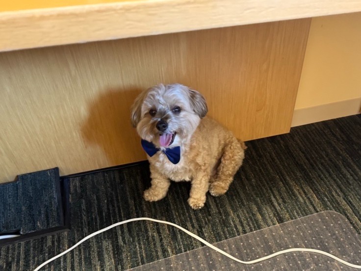 DogsOfKFF tweet media