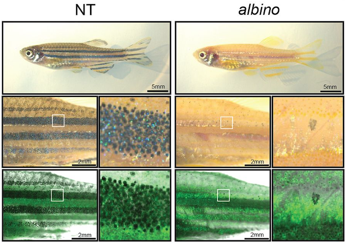 whitefishlab's tweet image. Now out in @elife, @SarahPerlee’s Ph.D. work developing a powerful way to knock genes out in #melanocytes and #melanoma cells. She created #zebrafish that allow for efficient CRISPR editing, and found unexpected things about genes required for these cells to thrive:…