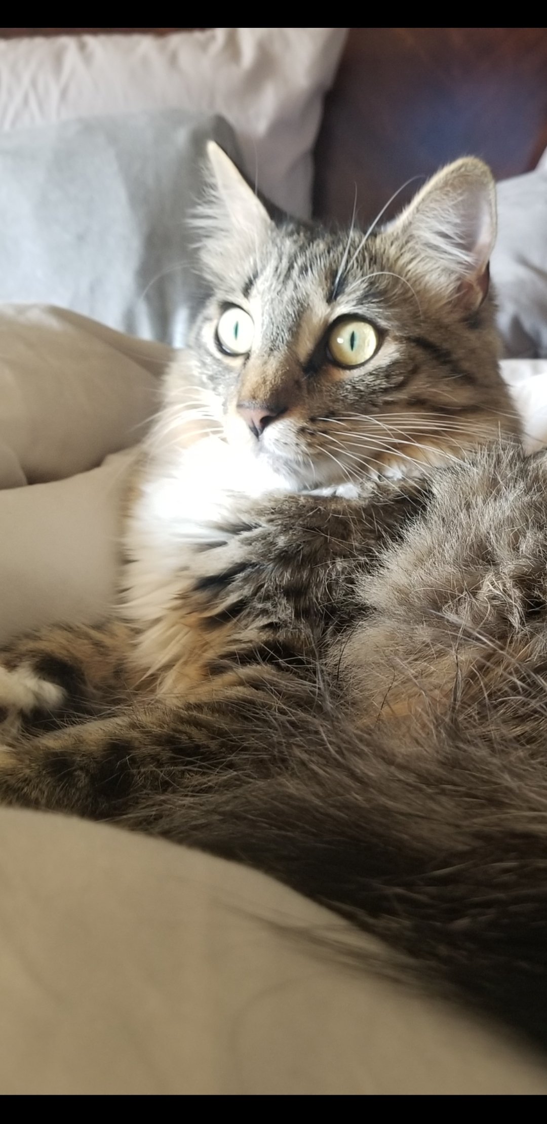 猫まっしぐら on X: 