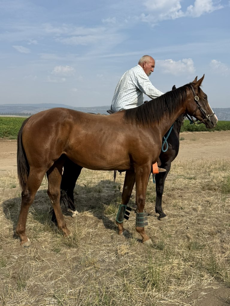 CritterCreekWA's tweet photo. CATALINA ROSE 🌹 
CATALINA CRUISER x PLAYA BLANCA by Unbridled’s Song 
Hip #75 Fasig-Tipton California September 23rd 
DOB: 4/18/24 Beautiful - Classy - Leggy filly with a very kind disposition. 😇 https://t.co/JQy3Ahm9mz