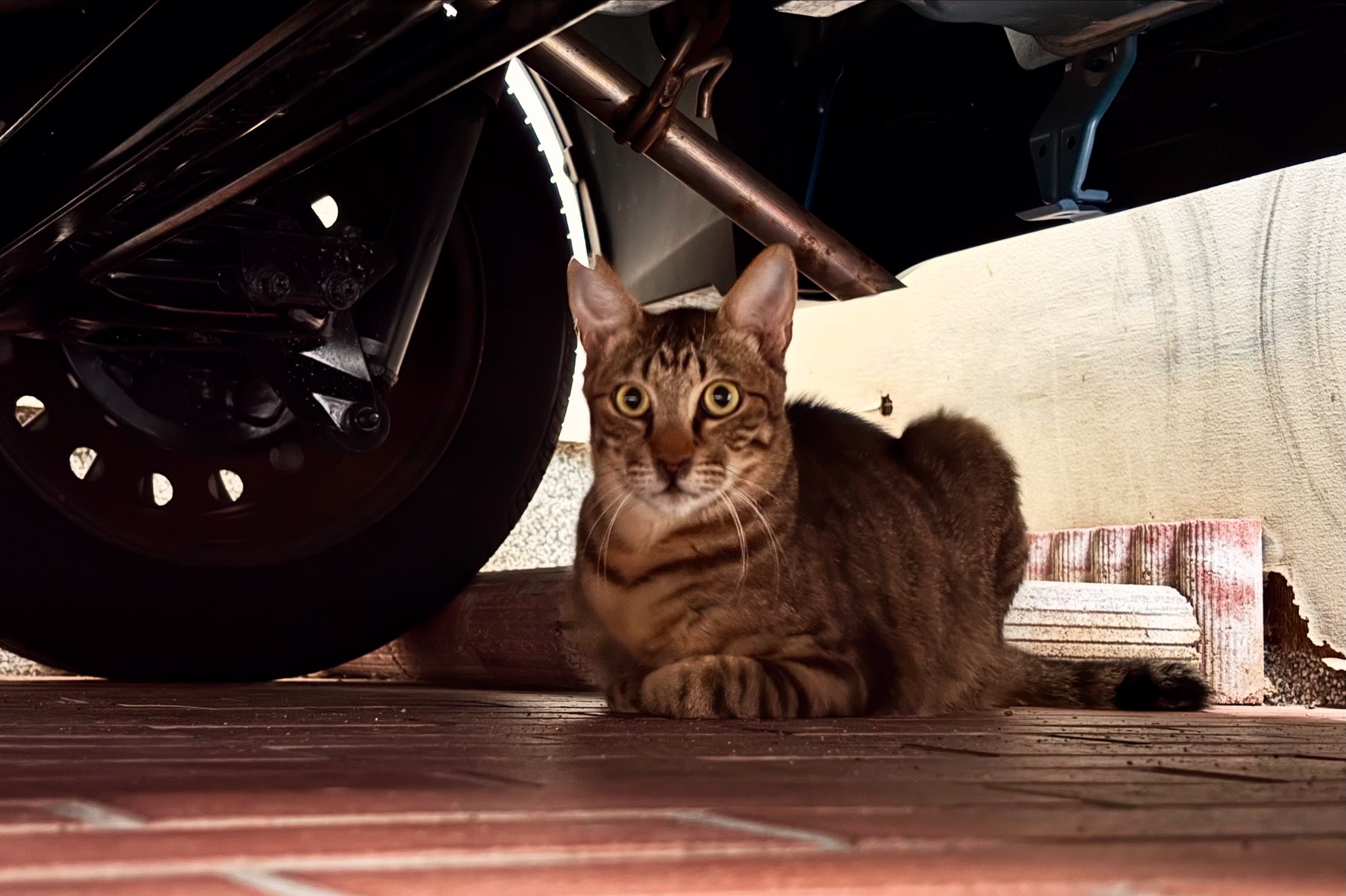 猫の写真 どんける灰都＿9/21虎82 on X: 