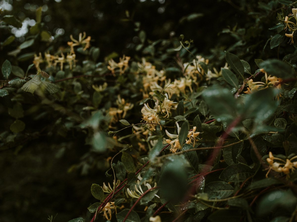jesswcreative's tweet photo. "My father stops calling me honey because boys are not sweet...I watched how honeysuckle grew on backyard fences and the brick walls of public pool houses"

from Harvest by Allen Means @onlypoemsmag 

https://t.co/IbkHlZCNk8 https://t.co/yLyNRo5pL3