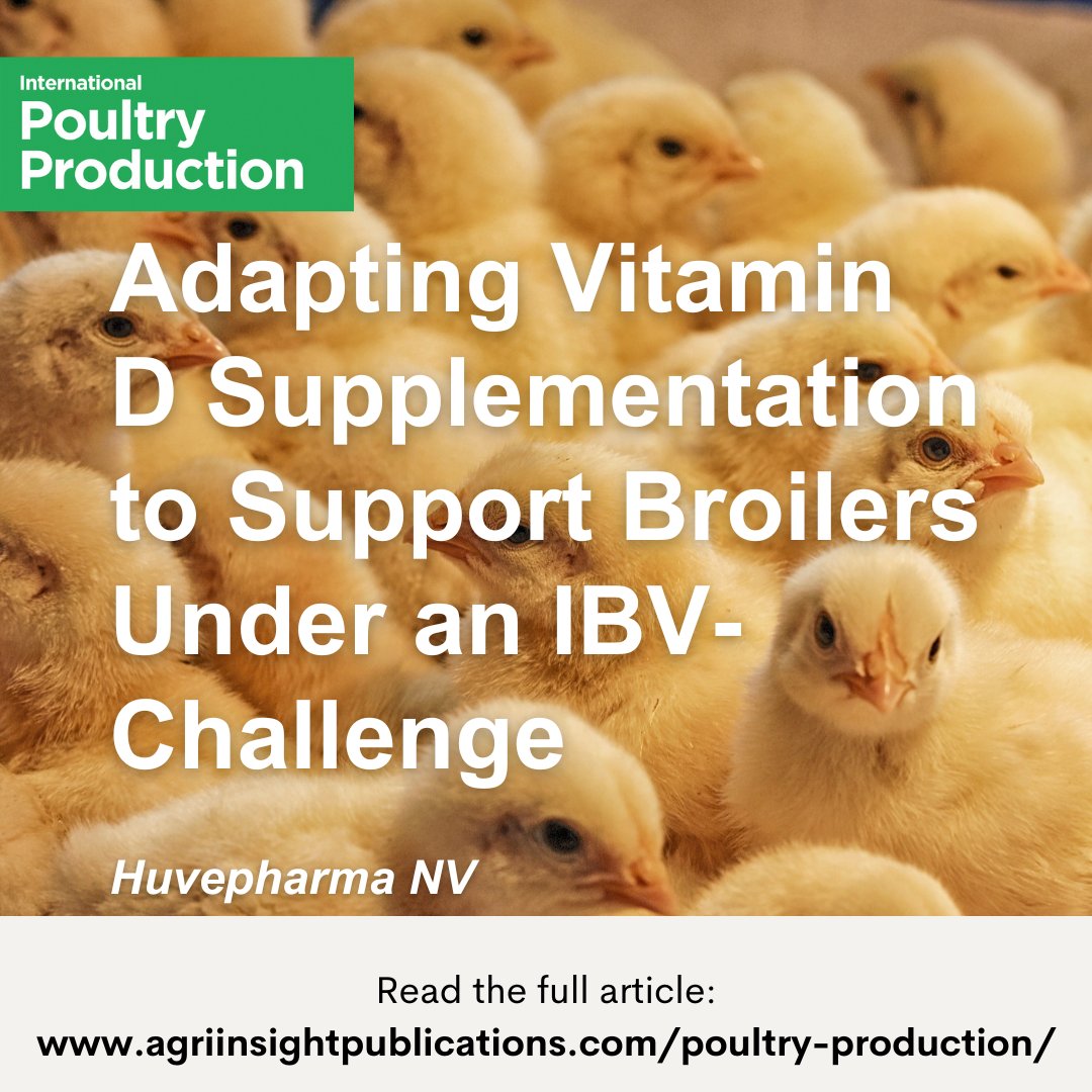 IBV remains a major challenge in poultry. 

An article in International Poultry Production (33.5) by Huvepharma shows how adapting vitamin D supplementation can boost broiler immunity and resilience: agriinsight.link/IPP_33_5_Huvep…

#PoultryFarming