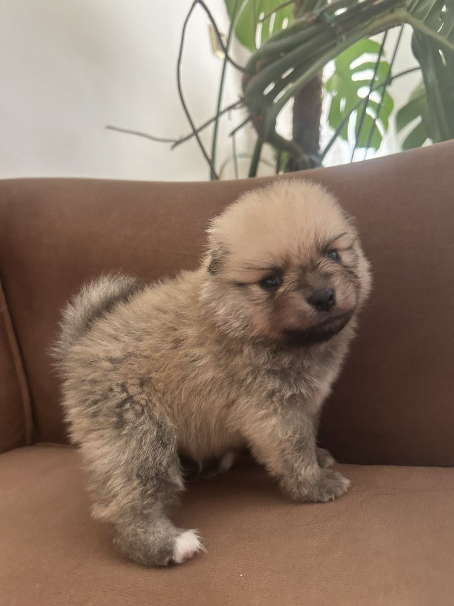 Dosta güven, düşmana korku saldığı bir günü daha bitirdi kendisi😅 #Odie