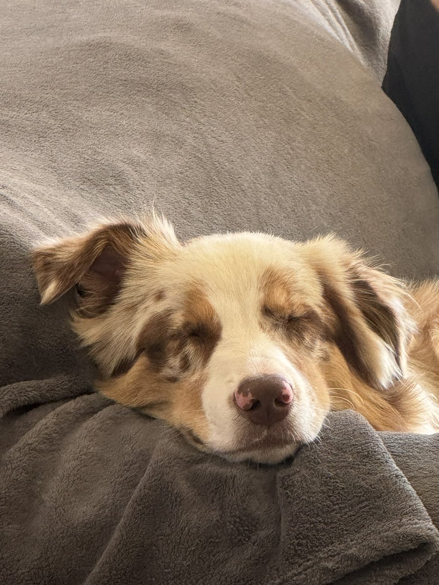 вкрав мою малину зі столу і спить