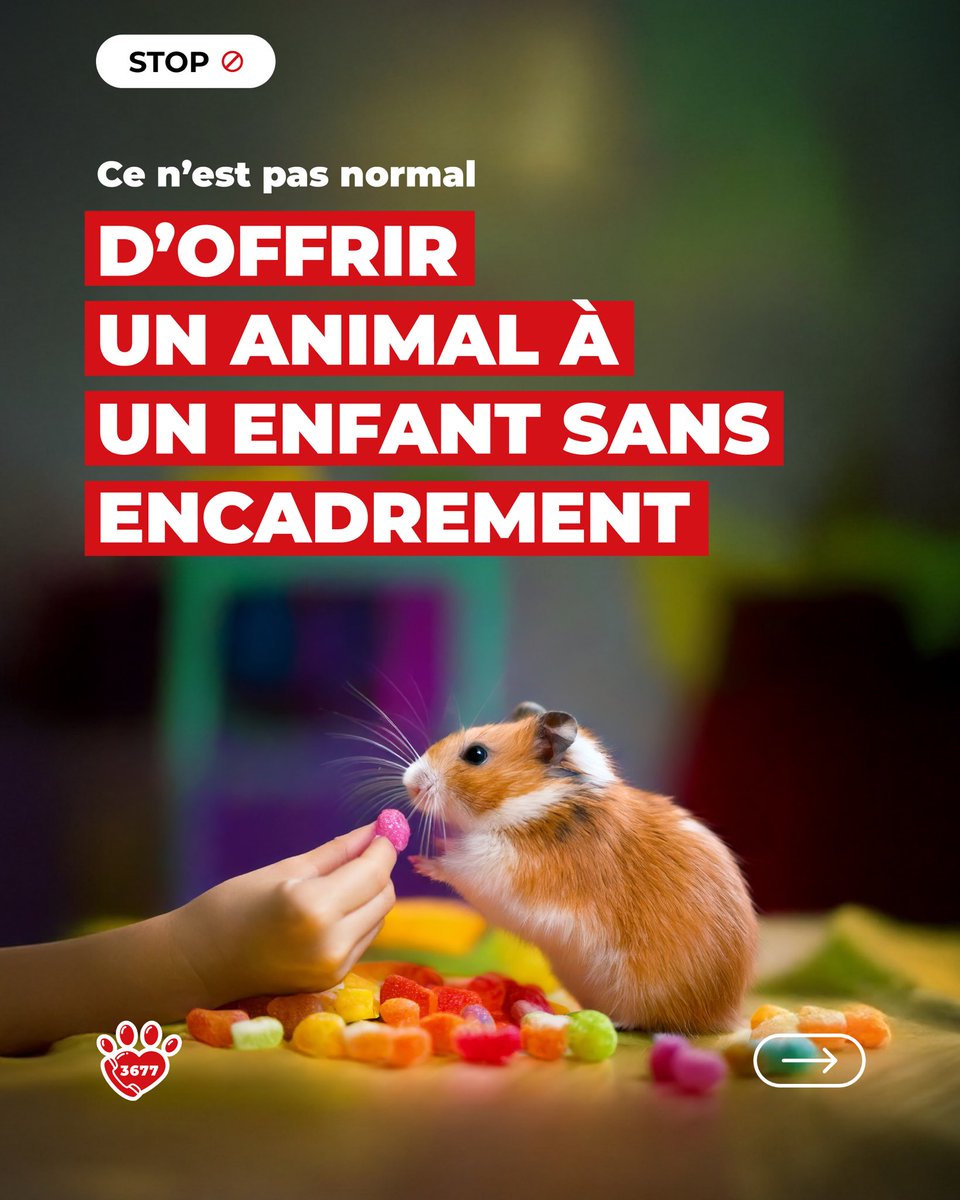 🚫 𝗦𝗧𝗢𝗣 – 𝗖𝗘 𝗡’𝗘𝗦𝗧 𝗣𝗔𝗦 𝗡𝗢𝗥𝗠𝗔𝗟 🚫

Offrir un animal comme un simple cadeau à un enfant, ce n’est pas un jeu… c’est une lourde responsabilité.
Trop de lapins, hamsters, chatons ou chiots finissent négligés ou abandonnés quand l’enfant se lasse.