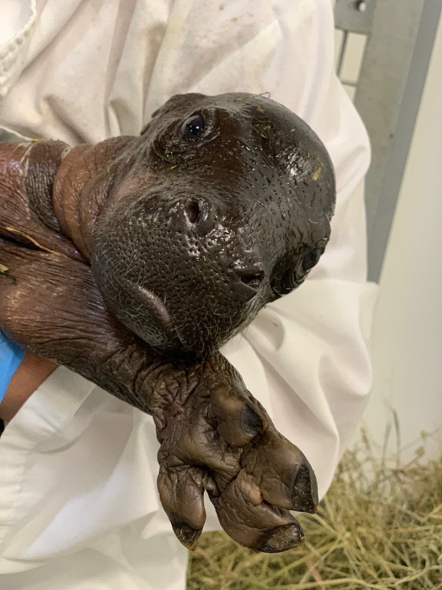 JBZOOGR's tweet image. A little splash of joy has arrived 🦛💕

Penelope and Jahari are proud first-time parents to an 11-pound pygmy hippo calf, born Sept. 3! This is the first ever pygmy hippo calf at the Zoo, a truly historic moment.

📸: Zookeeper Amanda